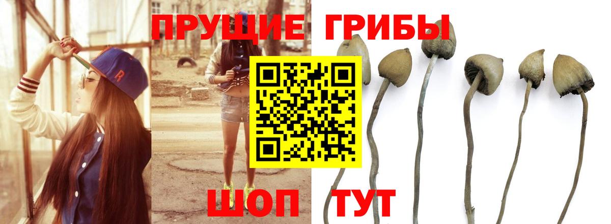Псилоцибиновые грибы Cubensis  Галлюциногенные грибы Psilocybine cubensis  Краснознаменск  купить наркоту  Вход с VPN 
